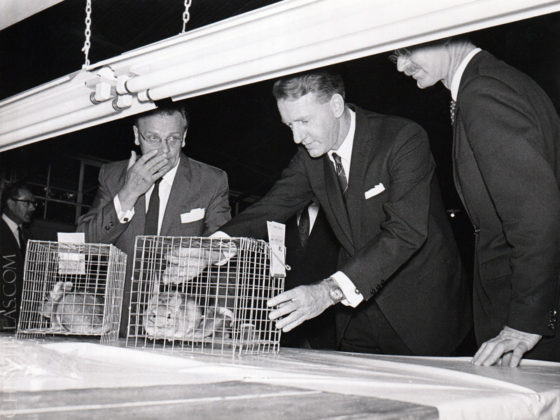 violet chinchilla Gillingham Rhodesia Africa Chinchilla Breeders Association Ian Smith